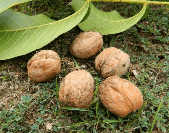 NUECES